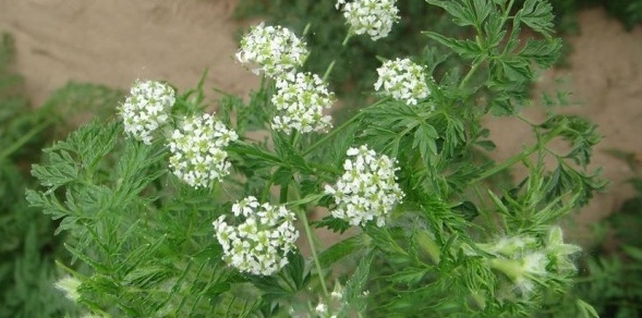 1628857758870726.jpg 1628857744(1).jpg