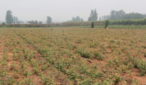 1628858198865715.jpg 1628858191(1).jpg