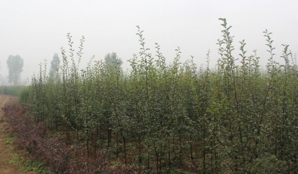 1628858347592941.jpg 1628858339(1).jpg