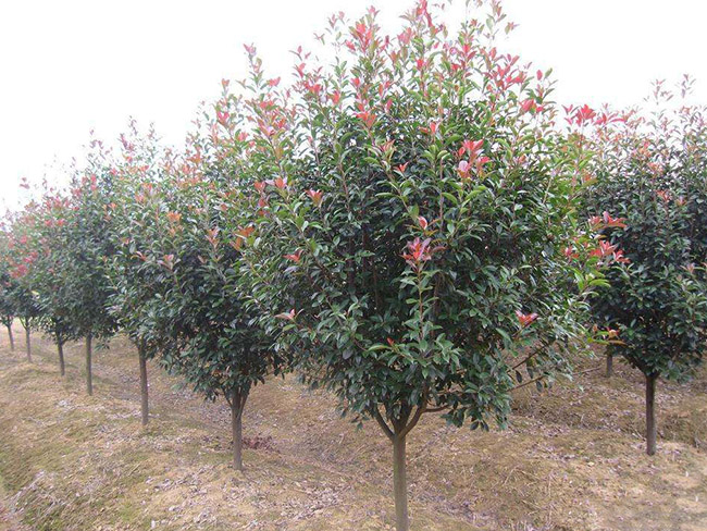 紅葉石楠樹(shù)