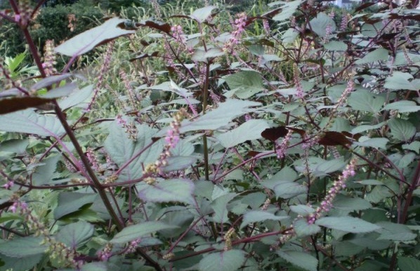 1628859317332731.jpg 1628859310(1).jpg