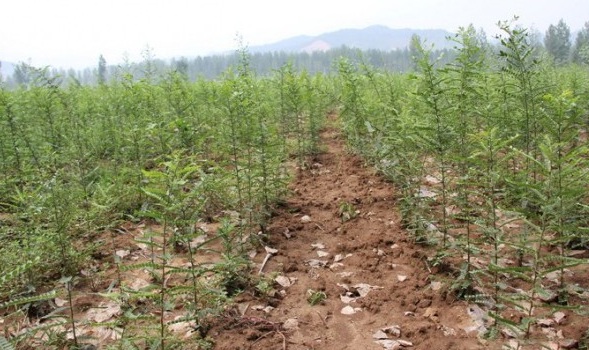 1628859417534814.jpg 1628859403(1).jpg