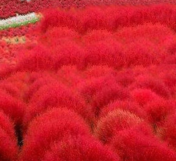 1628859558759104.jpg 1628859544(1).jpg