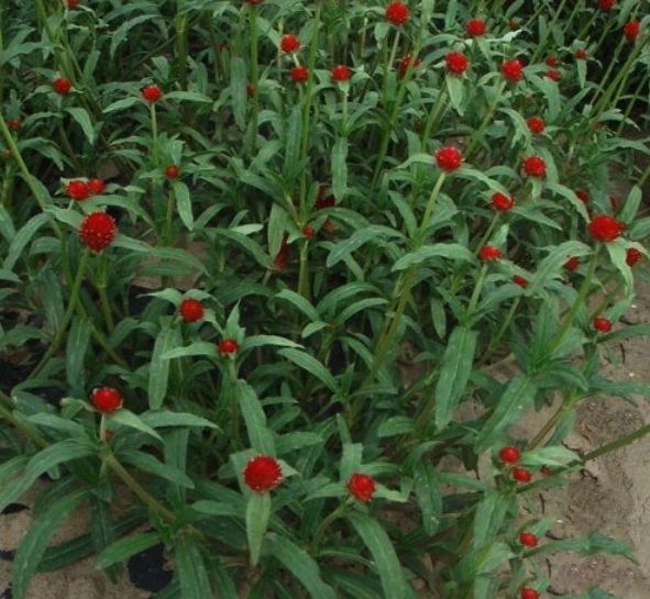 1628860679231328.jpg 1628860668(1).jpg