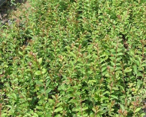 1628861101843311.jpg 1628861090(1).jpg