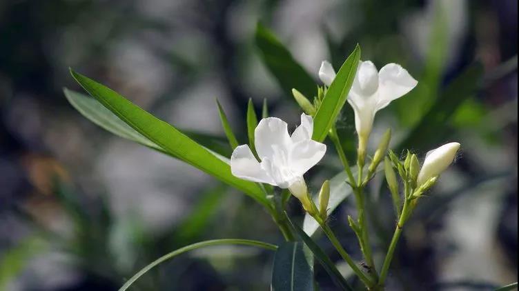 勿忘草又名勿忘我，因為植株十分小巧，可以種植在盆栽里觀賞