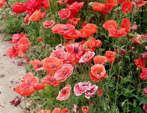 1628862170782557.jpg image.jpg