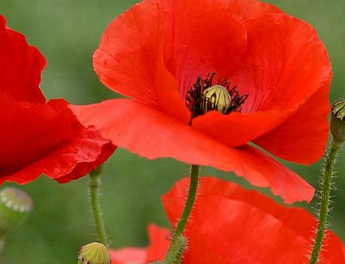 1628862187345376.jpg image.jpg