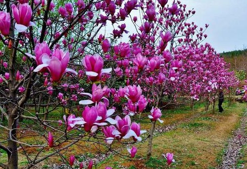 1628862302348577.jpg image.jpg