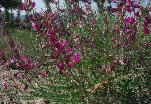 1628863041827750.jpg 1628863029(1).jpg