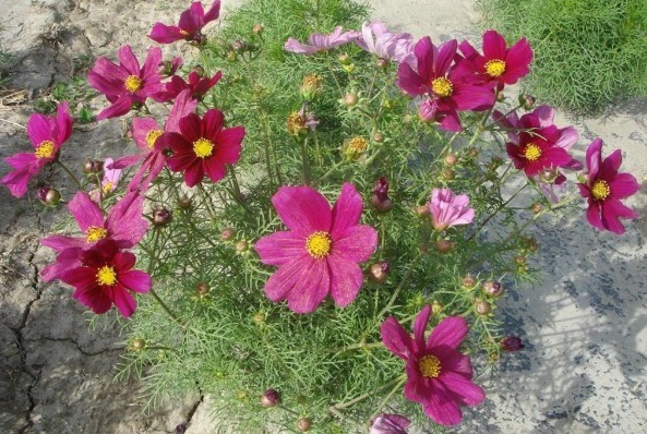 1628863882809734.jpg 1628863874(1).jpg