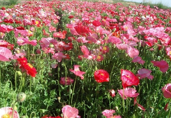 1628917915136531.jpg 1628917907(1).jpg