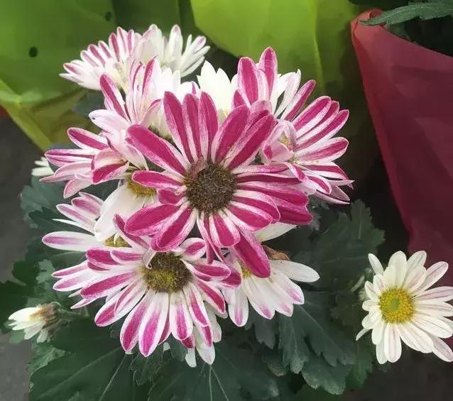 小雛菊如何養護,做到以下四點