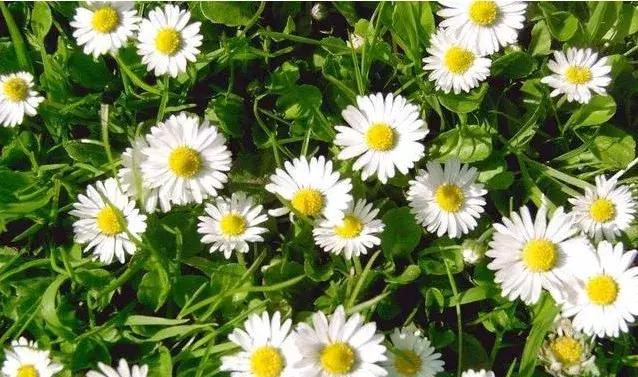 小雛菊如何養護,做到以下四點