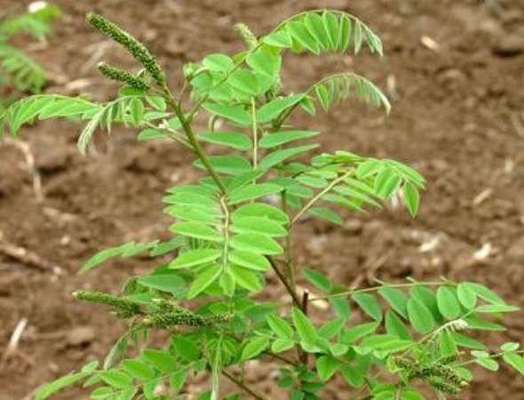 1628919194220213.jpg 1628919188(1).jpg