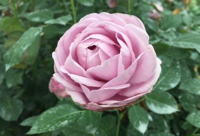 1628919628651129.jpg 1628919622(1).jpg