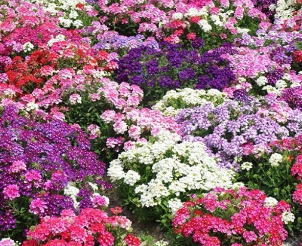 1628920036205552.jpg 1628920030(1).jpg