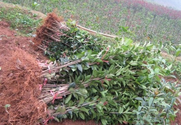 1628920911358204.jpg 1628920903.jpg