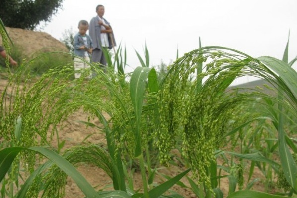 1628922556215055.jpg 1628922551(1).jpg