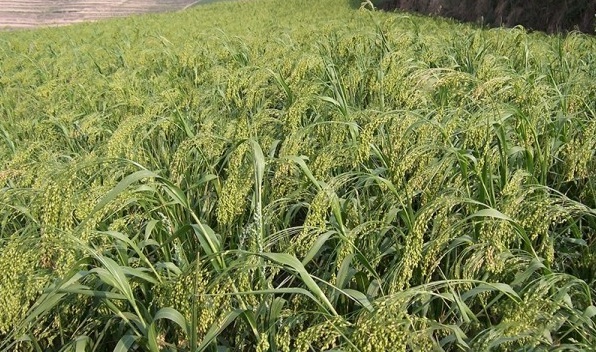 1628922574713265.jpg 1628922566(1).jpg