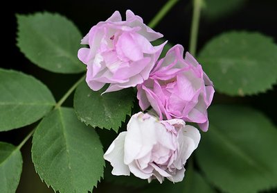 1628939225166014.jpg 1628939225166014.jpg