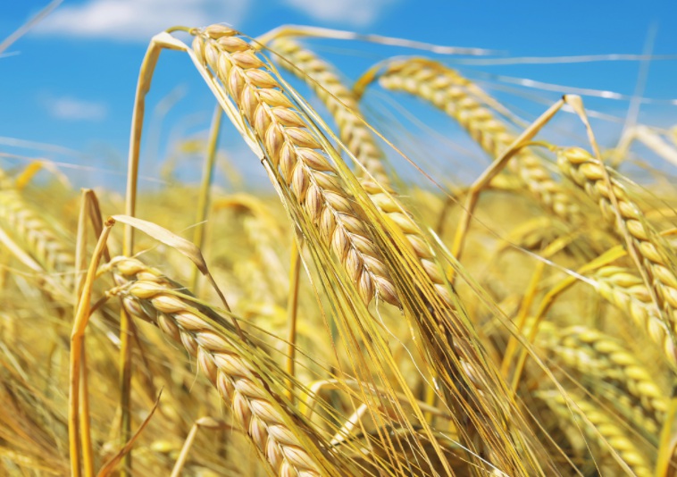 1628956458506452.jpg 大麥2.jpg