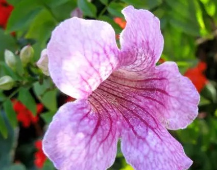 1628986325935507.jpg image.jpg