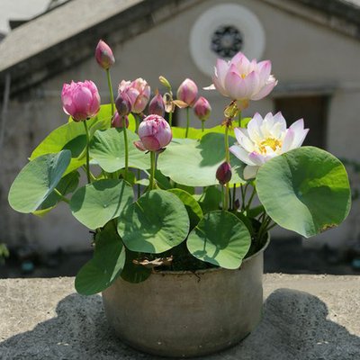 1629027559122107.jpg 1629027559122107.jpg