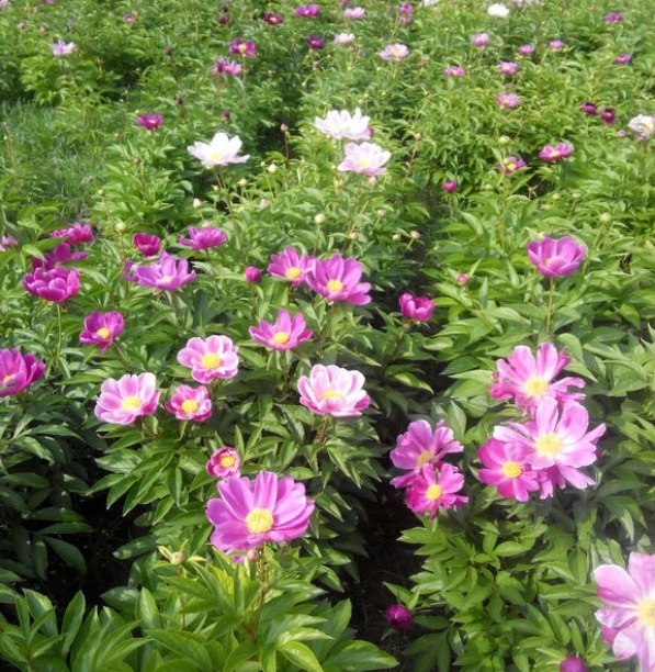 1629099423470550.jpg 1629099418(1).jpg