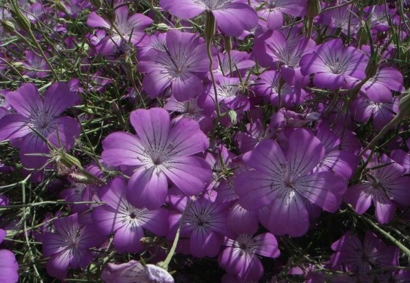 1629099734410289.jpg 1629099731(1).jpg