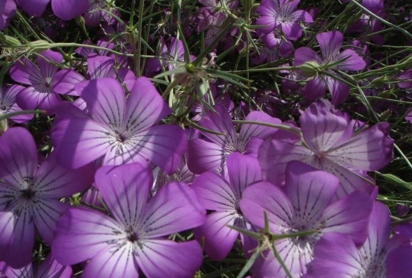 1629099758646235.jpg 1629099755(1).jpg