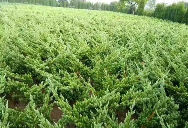 1629100042955389.jpg 1629100037(1).jpg