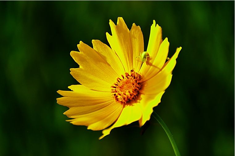 科普 | 金雞菊、金盞菊、金光菊、日光菊你能分得清嗎？