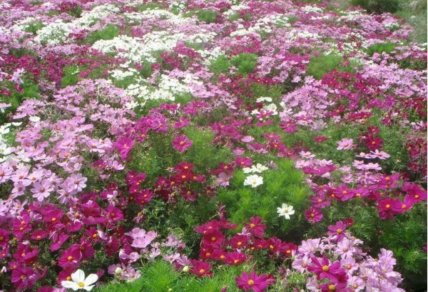 1629101770799423.jpg 1629101766(1).jpg