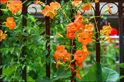 1629113293750248.jpg 1629113293750248.jpg