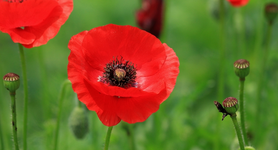 1629114916440787.jpg 1629114916440787.jpg