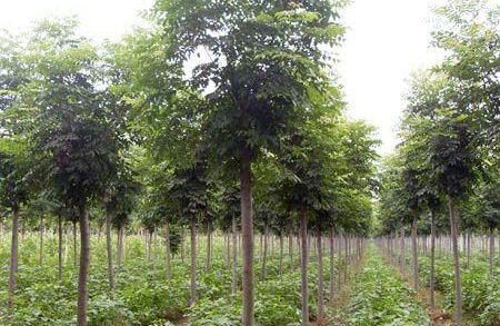 1629122478203354.jpg image.jpg