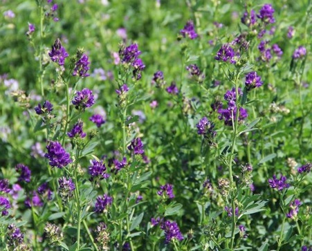 1629123509177258.jpg image.jpg