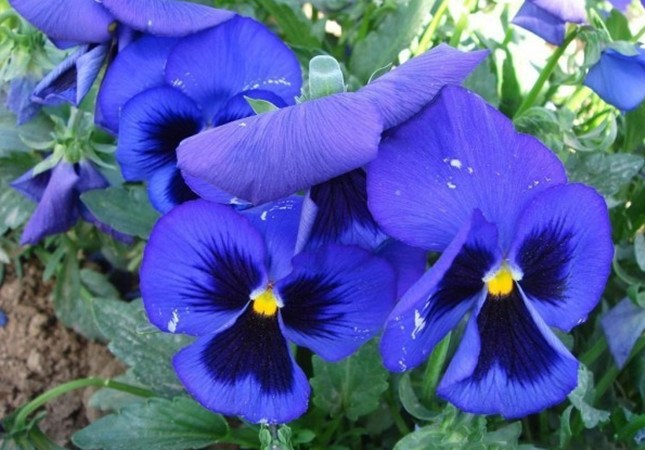 1629182816251326.jpg 三色堇_副本.jpg