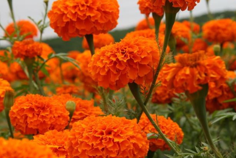 1629183722422475.jpg 萬壽菊2.jpg