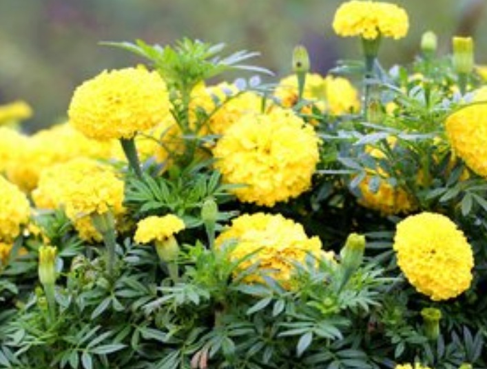 1629183887487911.jpg 萬壽菊2222222222222222.jpg