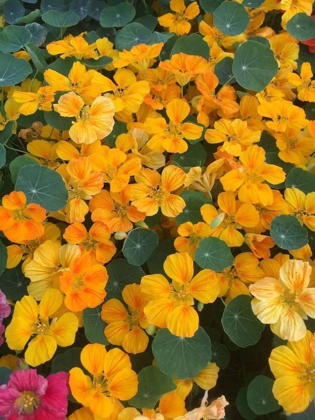 超好養(yǎng)的旱金蓮，可以爬滿藤