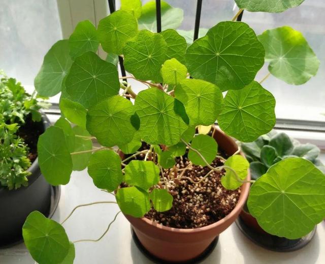 超好養(yǎng)的旱金蓮，可以爬滿藤