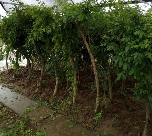 1629192326950417.jpg 1629192323(1).jpg