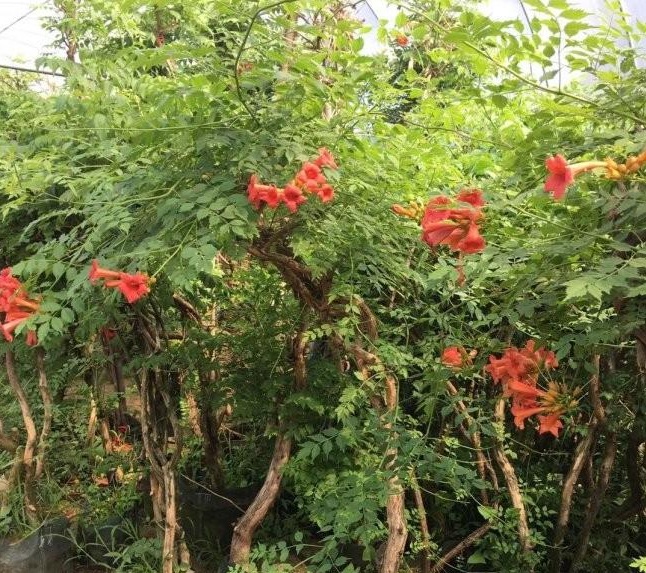 1629192338812024.jpg 1629192335(1).jpg