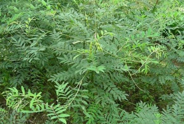 1629192886866795.jpg 1629192881(1).jpg