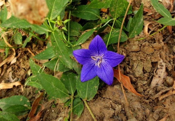 1629194020233683.jpg 1629194017(1).jpg