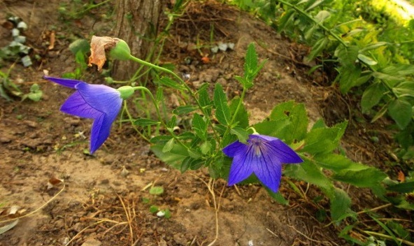 1629194032348502.jpg 1629194028(1).jpg