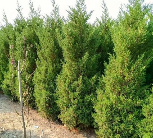 1629199622699643.jpg 1629199617(1).jpg