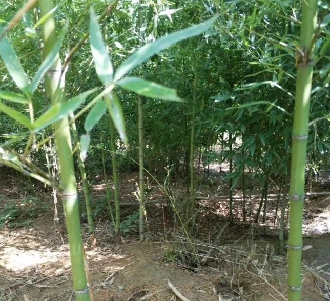 1629199802737233.jpg 1629199796(1).jpg